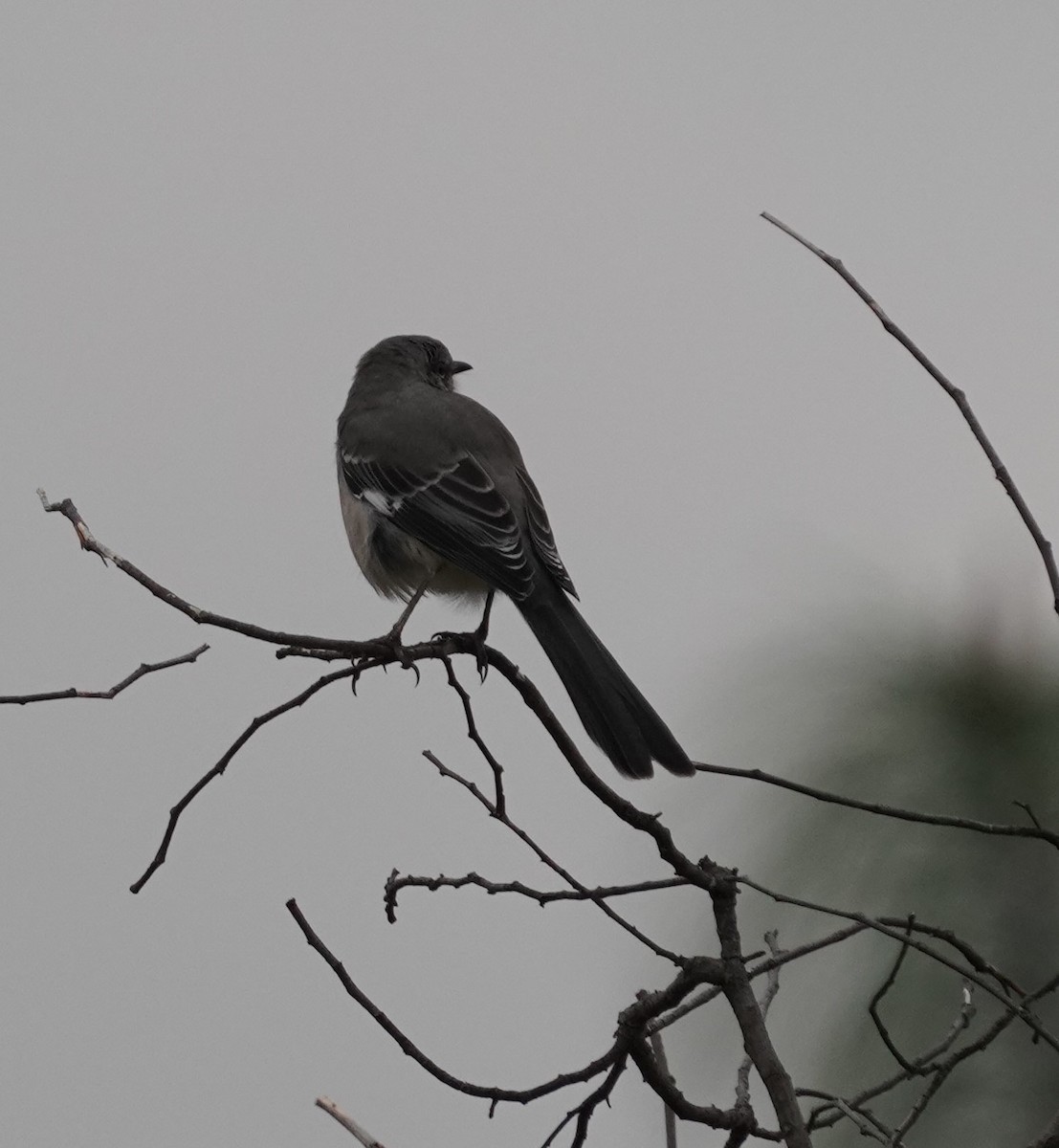 Northern Mockingbird - ML646619002