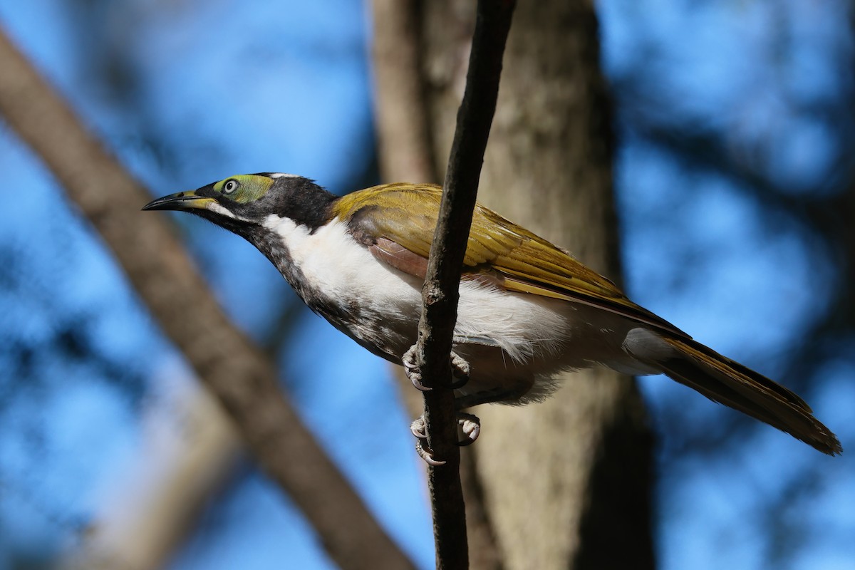 Blue-faced Honeyeater - ML646619003