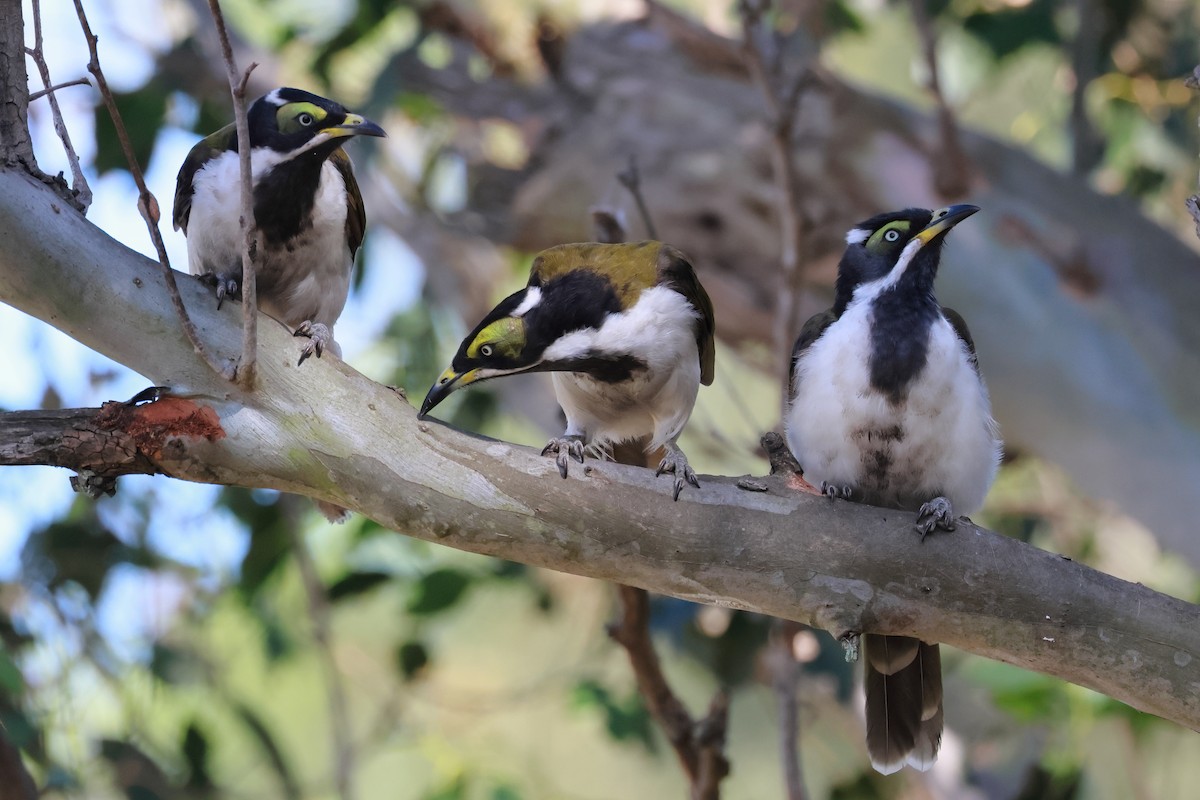 Blue-faced Honeyeater - ML646619004