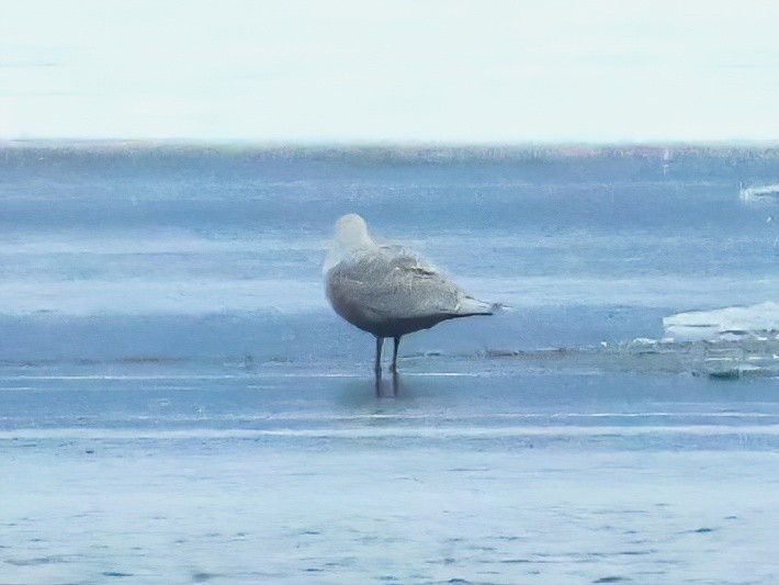 grønlandsmåke - ML646619005