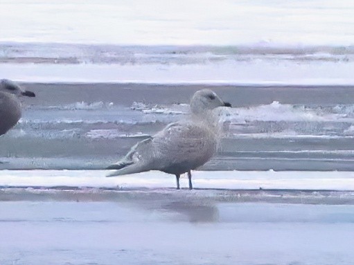 grønlandsmåke - ML646619006