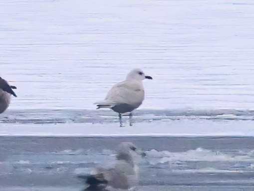 grønlandsmåke - ML646619007