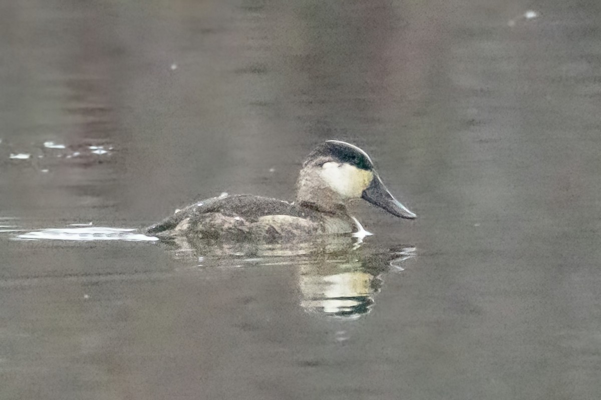 Gobbo della Giamaica - ML646619009