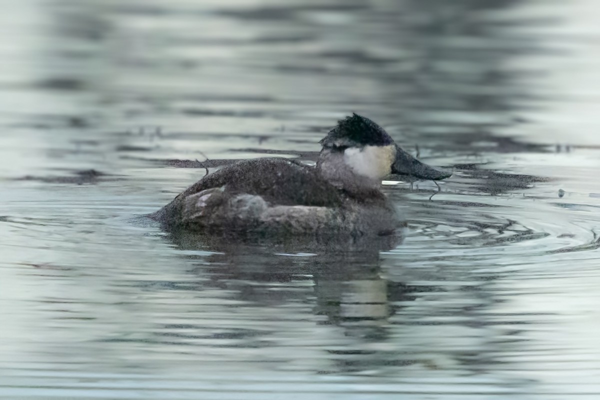 Gobbo della Giamaica - ML646619010