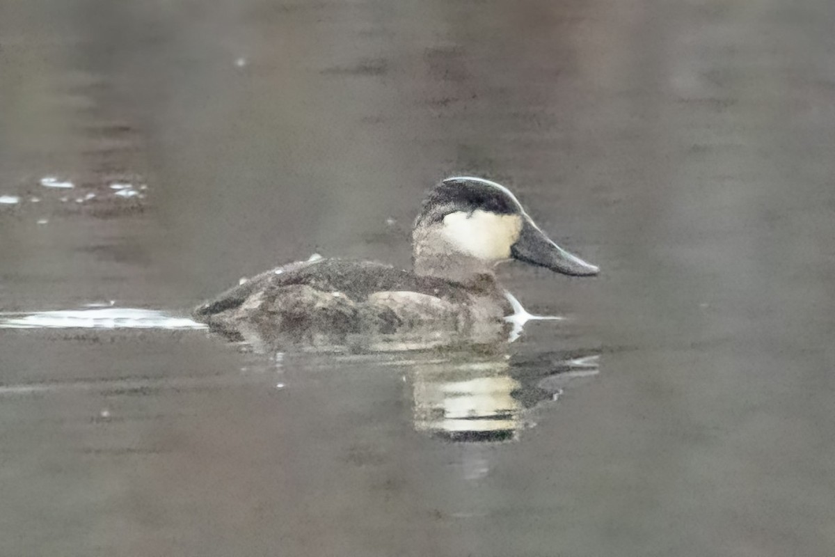 Gobbo della Giamaica - ML646619011