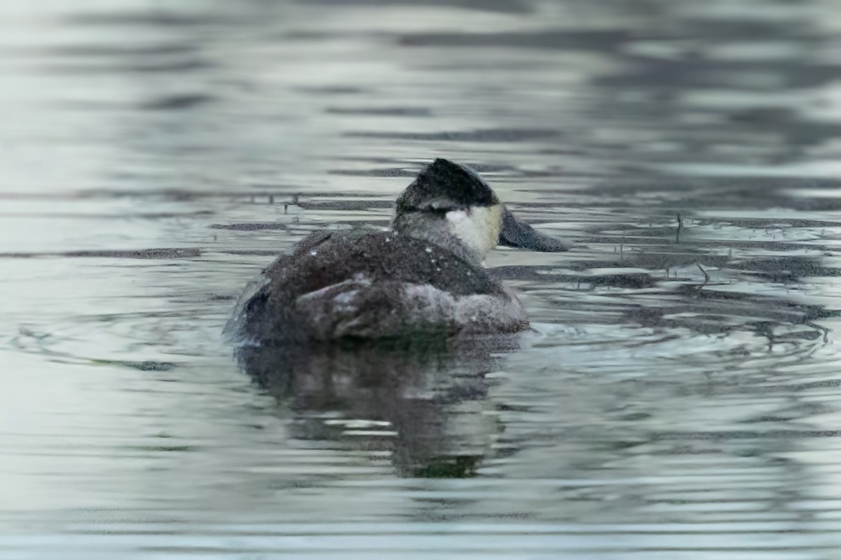 Gobbo della Giamaica - ML646619012