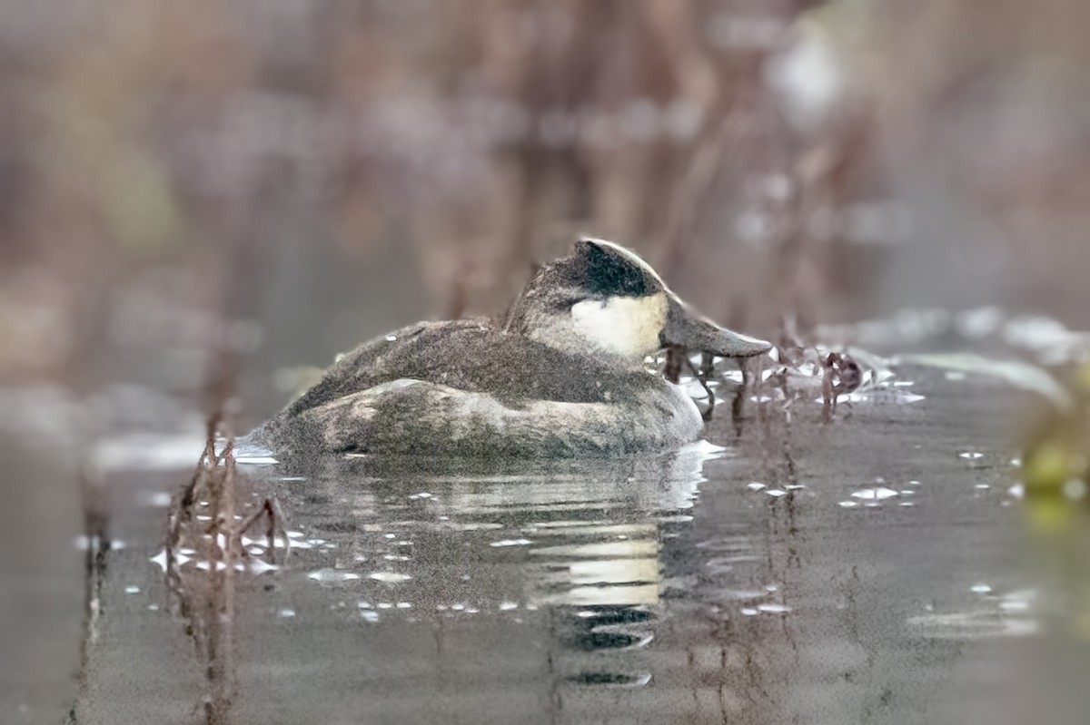 Gobbo della Giamaica - ML646619013