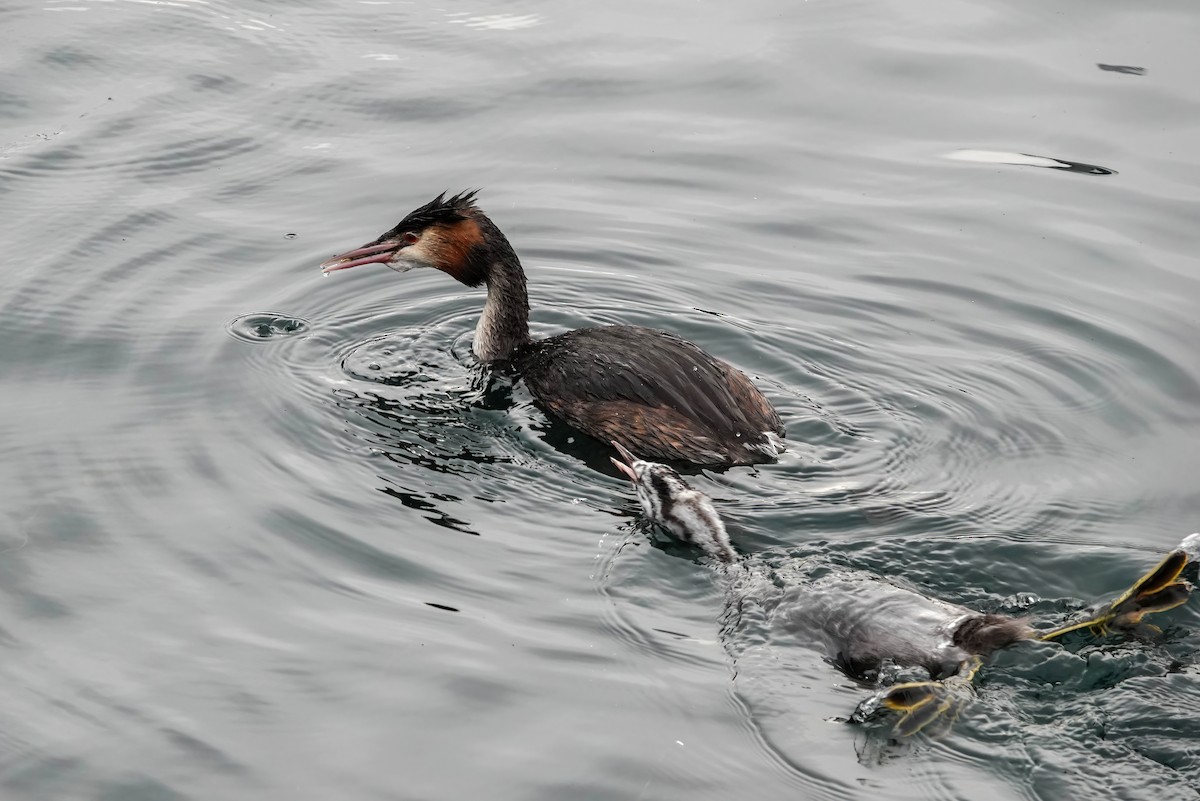 toppdykker - ML646619014