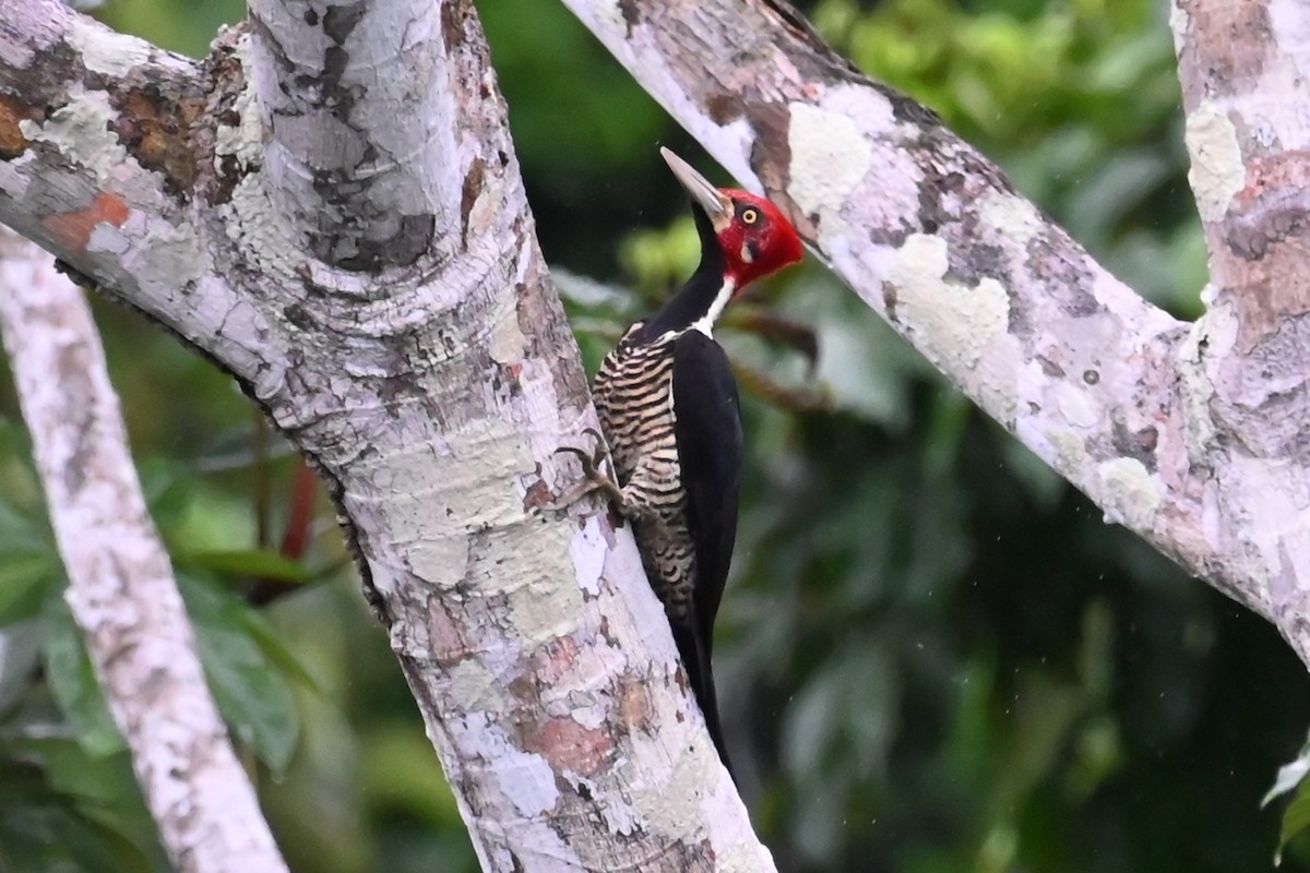 Picamaderos Barbinegro - ML646619015