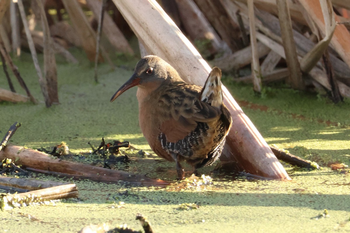 Virginia Rail - ML646619016