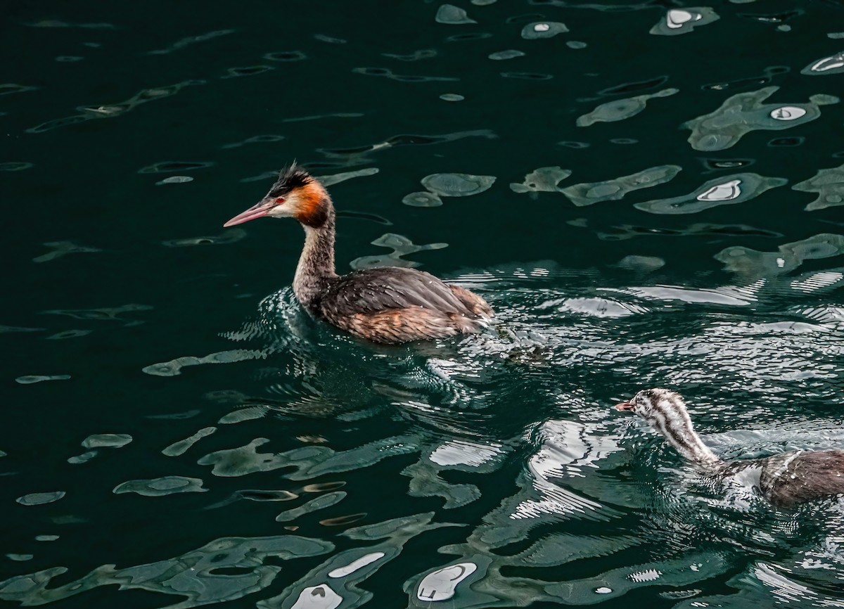 toppdykker - ML646619018