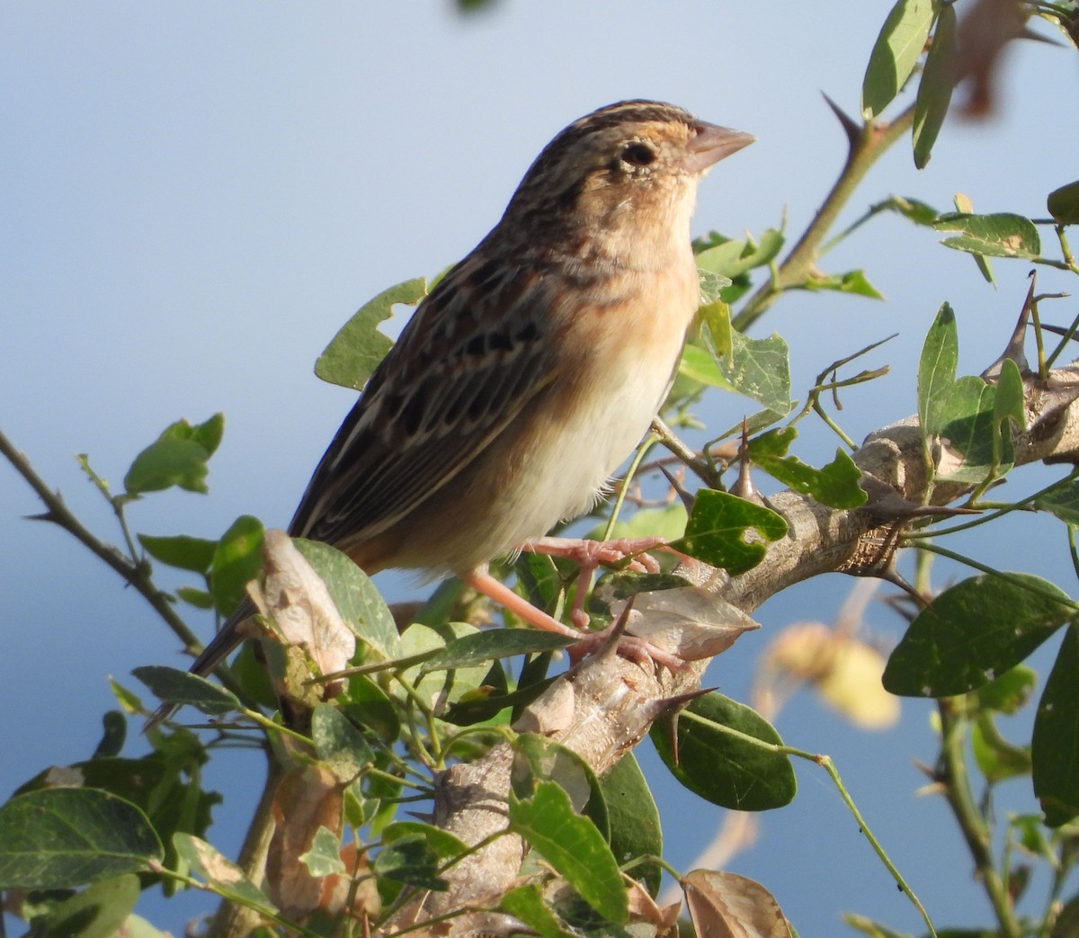 gresshoppespurv - ML646619019