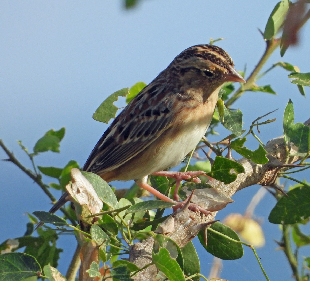 gresshoppespurv - ML646619020