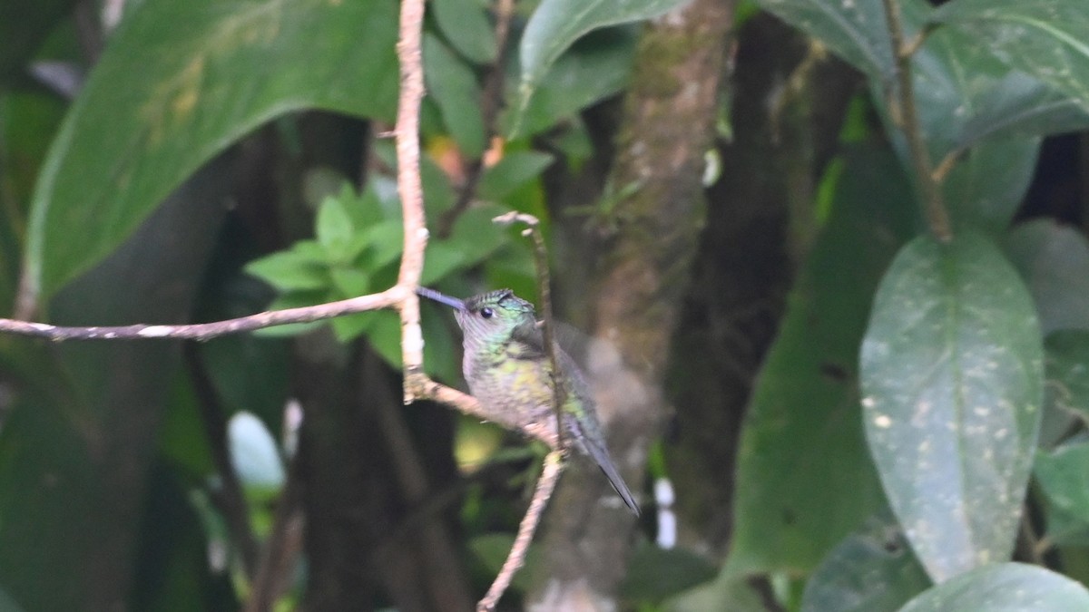 Scaly-breasted Hummingbird - ML646619021