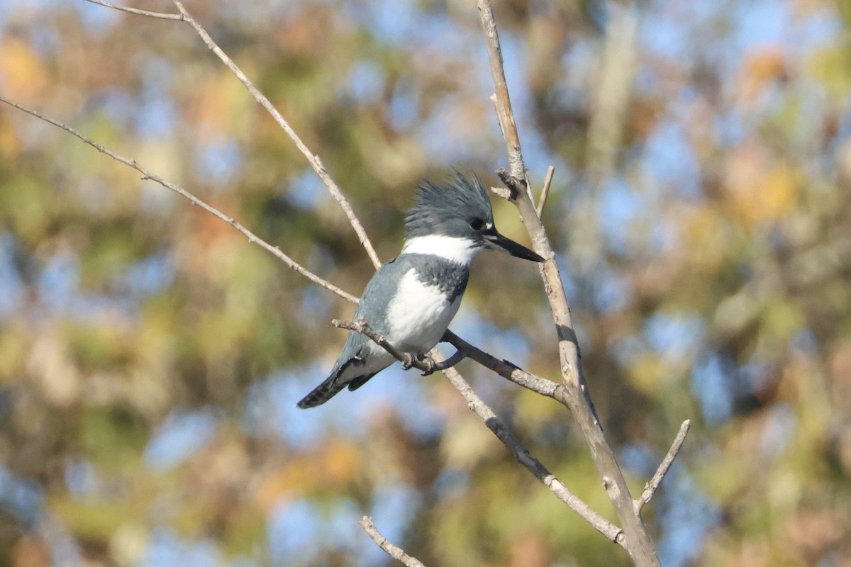 Belted Kingfisher - ML646619022