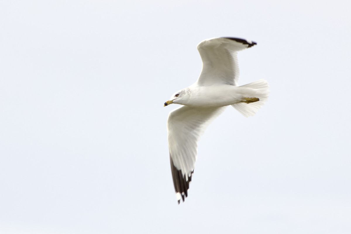 Ringschnabelmöwe - ML646619023