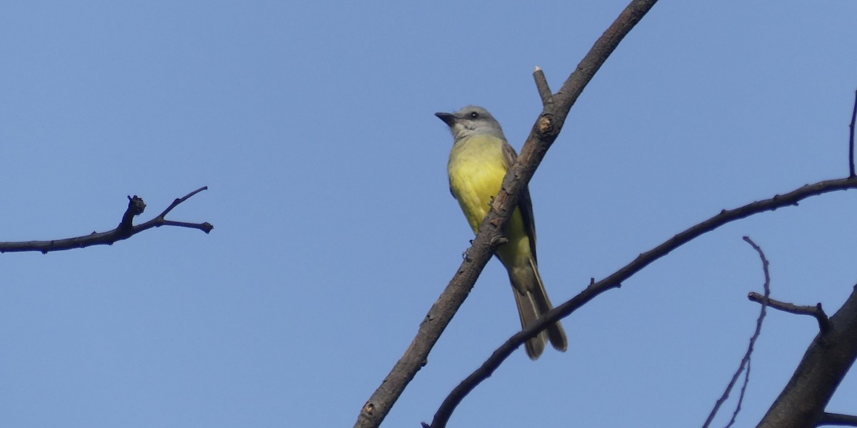 tropekongetyrann - ML646619024