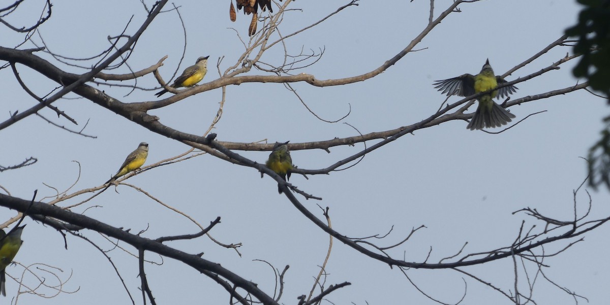 tropekongetyrann - ML646619025