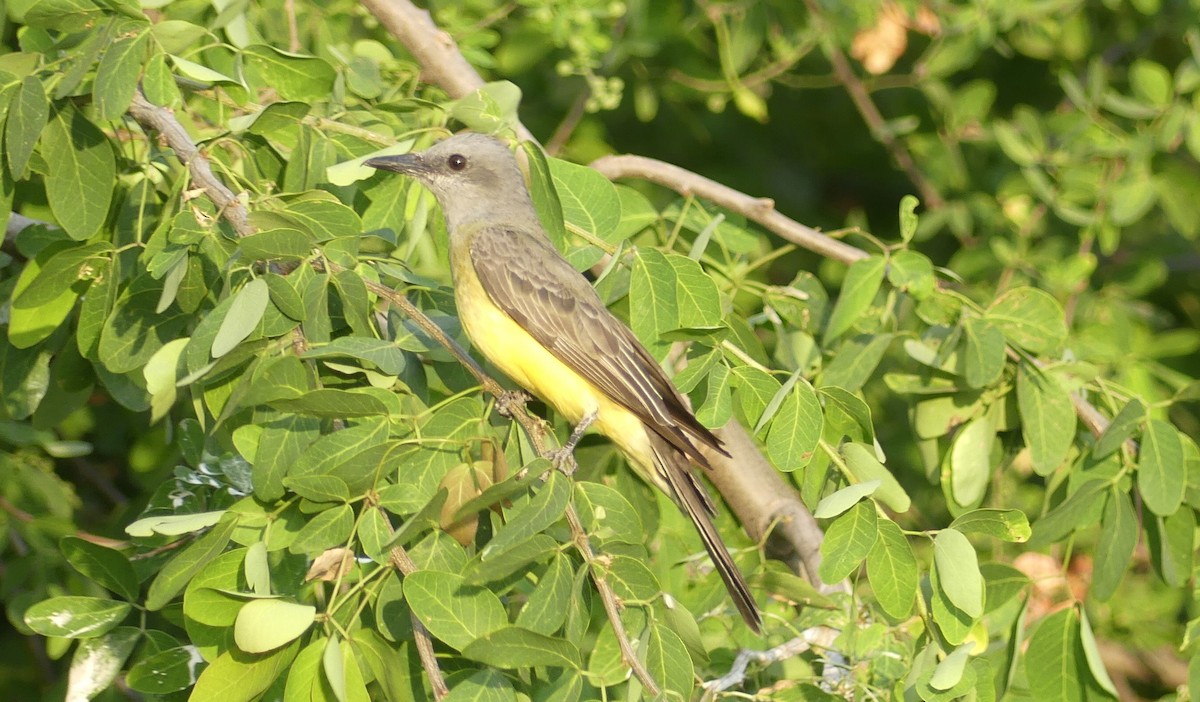 tropekongetyrann - ML646619026