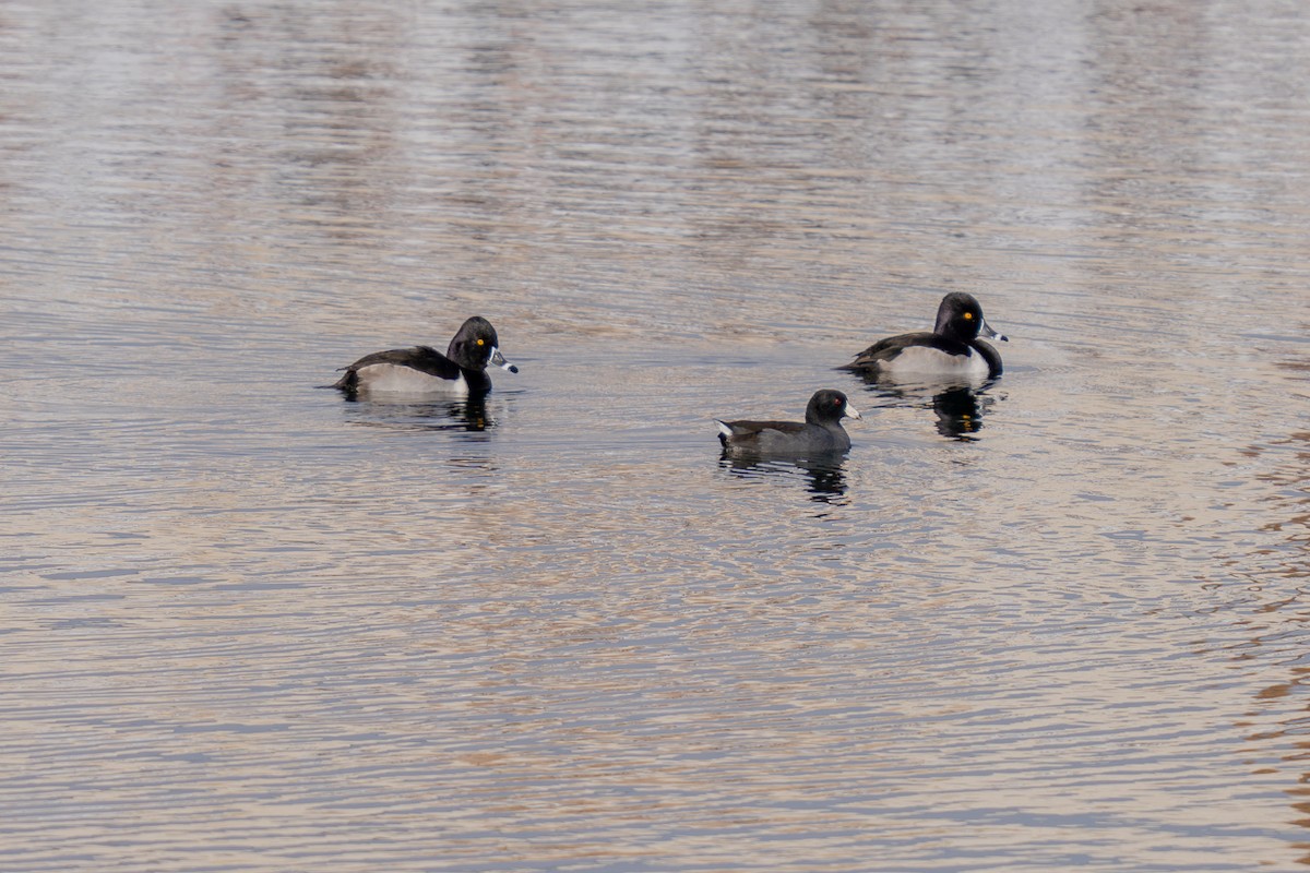 Ring-necked Duck - ML646619027