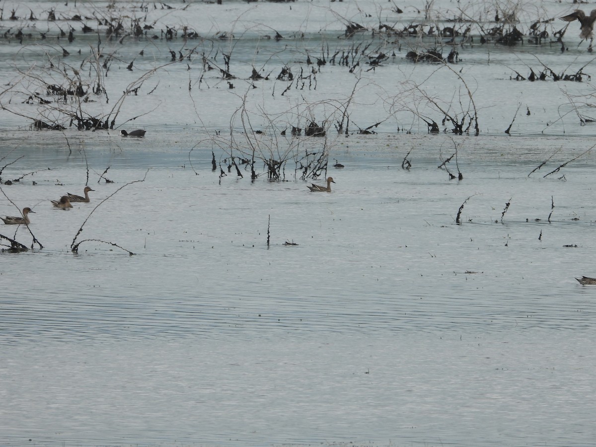 Northern Pintail - ML646619028