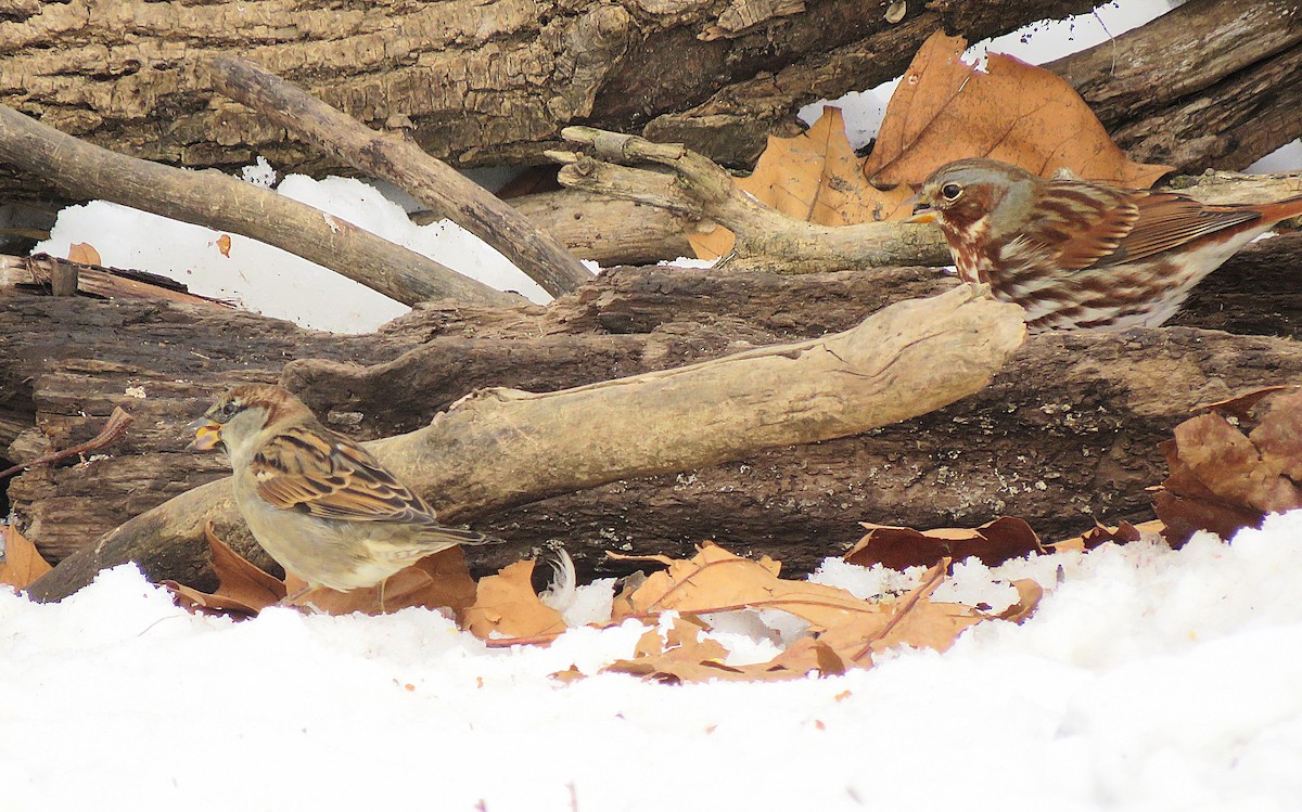 gråspurv - ML646619030