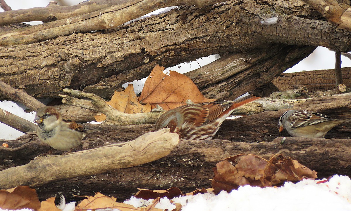 gråspurv - ML646619031