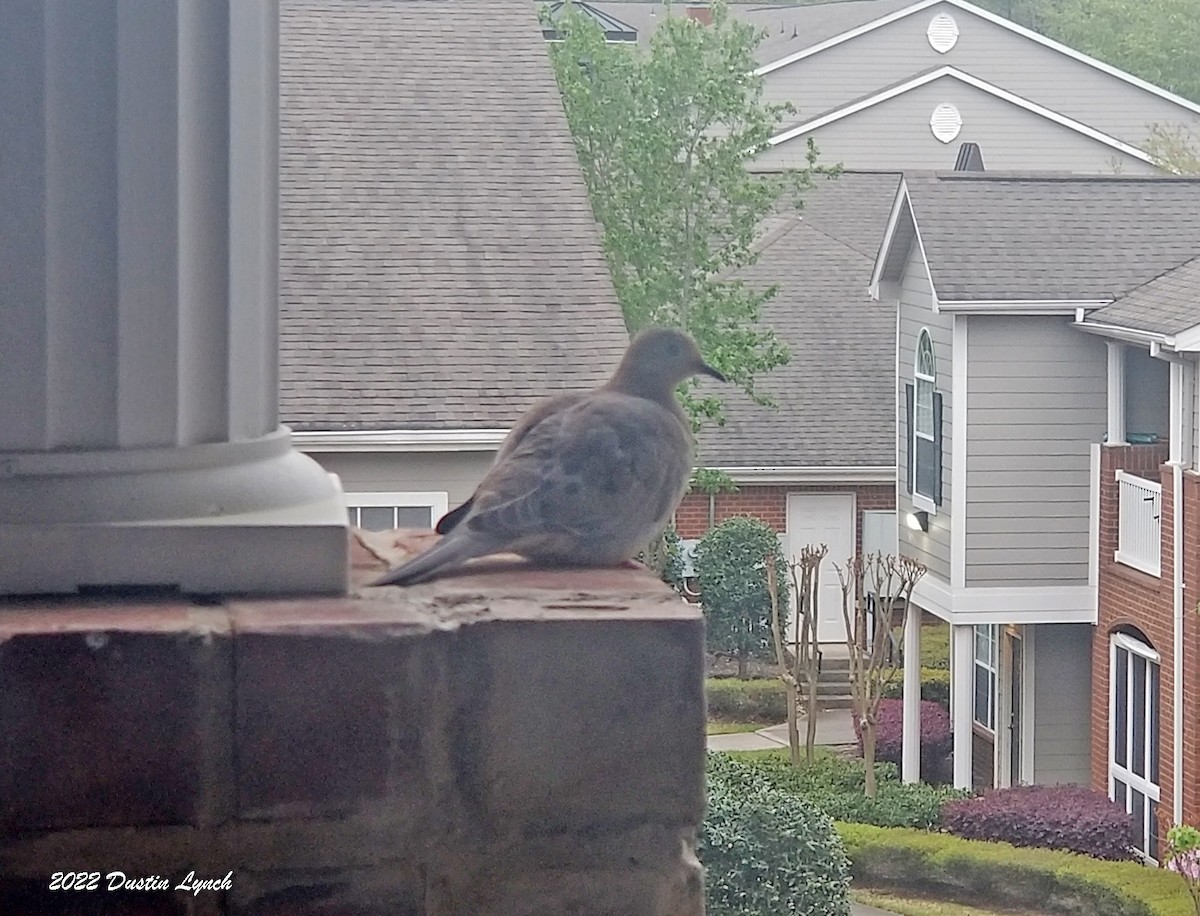 sørgedue - ML646619032