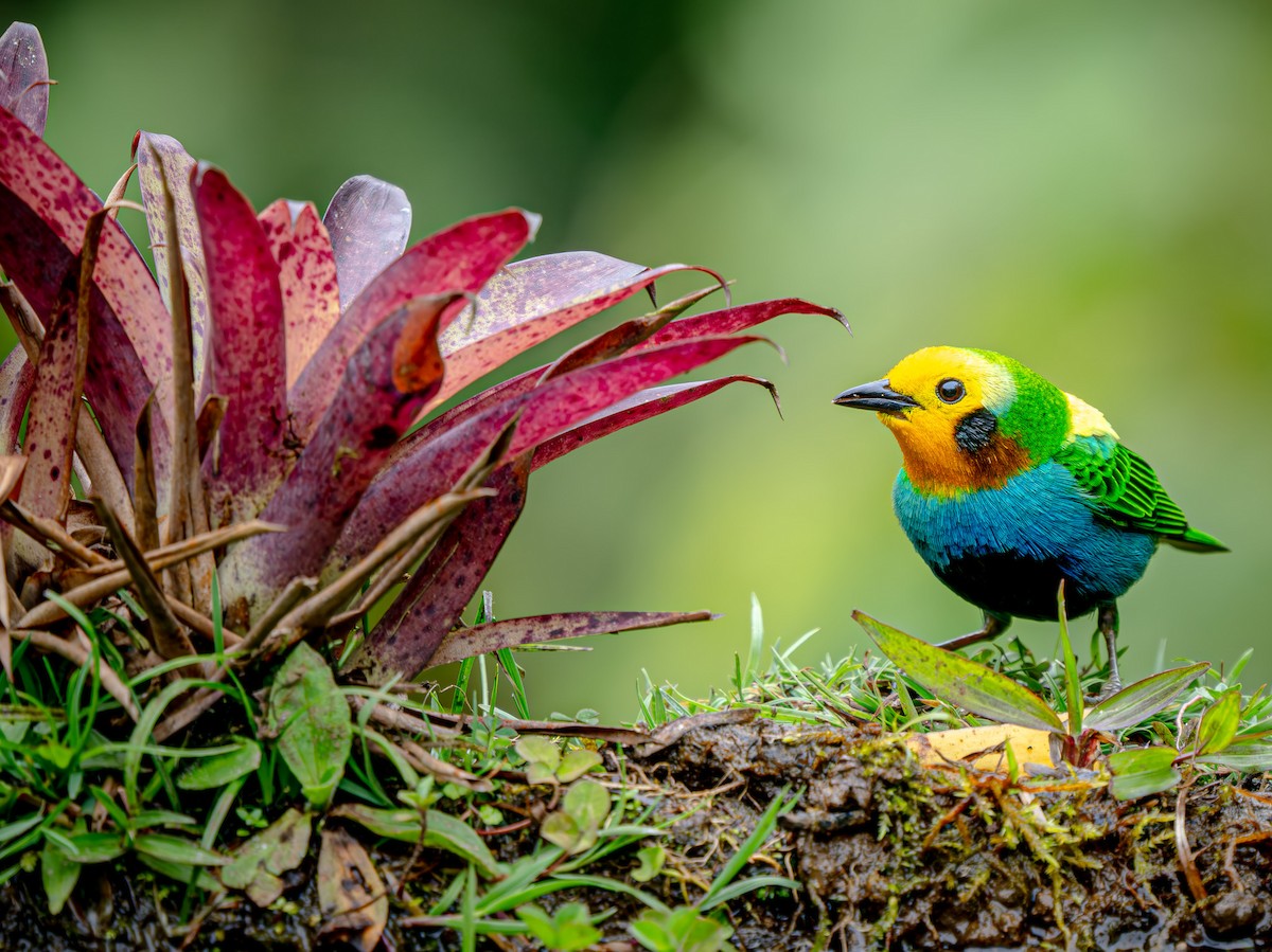 Multicolored Tanager - ML646619037