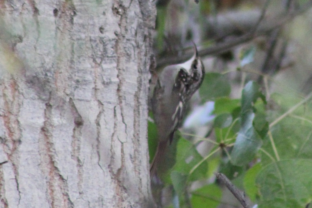 Brown Creeper - ML646619038
