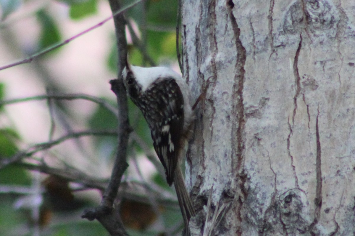 Brown Creeper - ML646619039