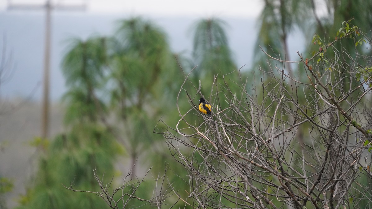 Black-vented Oriole - ML646619040