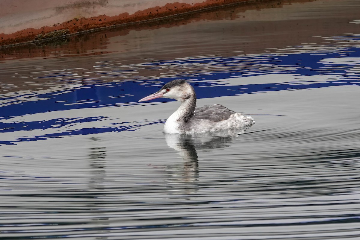 カンムリカイツブリ - ML646619041