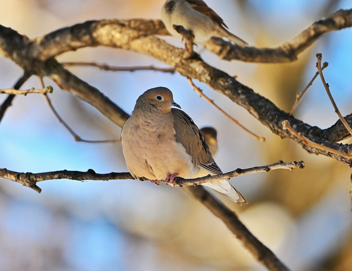 hrdlička karolínská - ML646619042