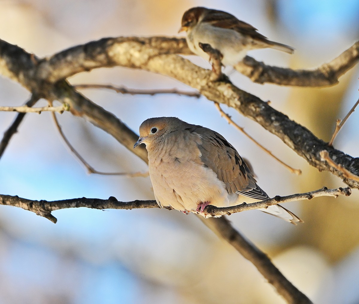 hrdlička karolínská - ML646619043