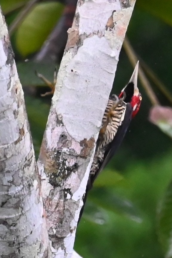 Picamaderos Barbinegro - ML646619046