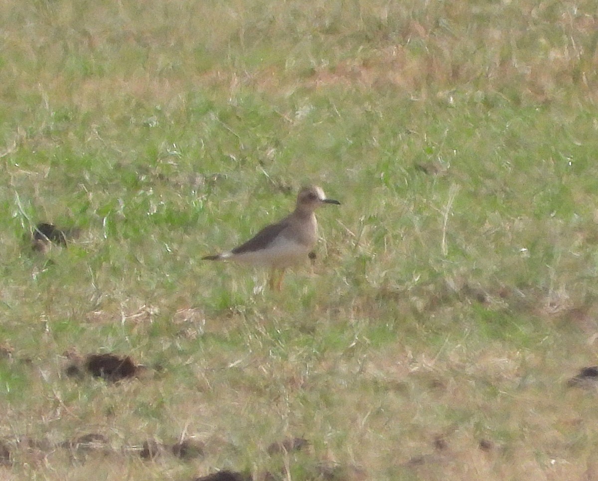 Oriental Plover - ML646619048