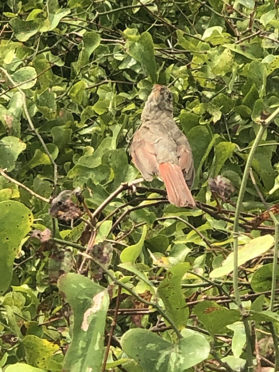 Rotkardinal - ML646619051