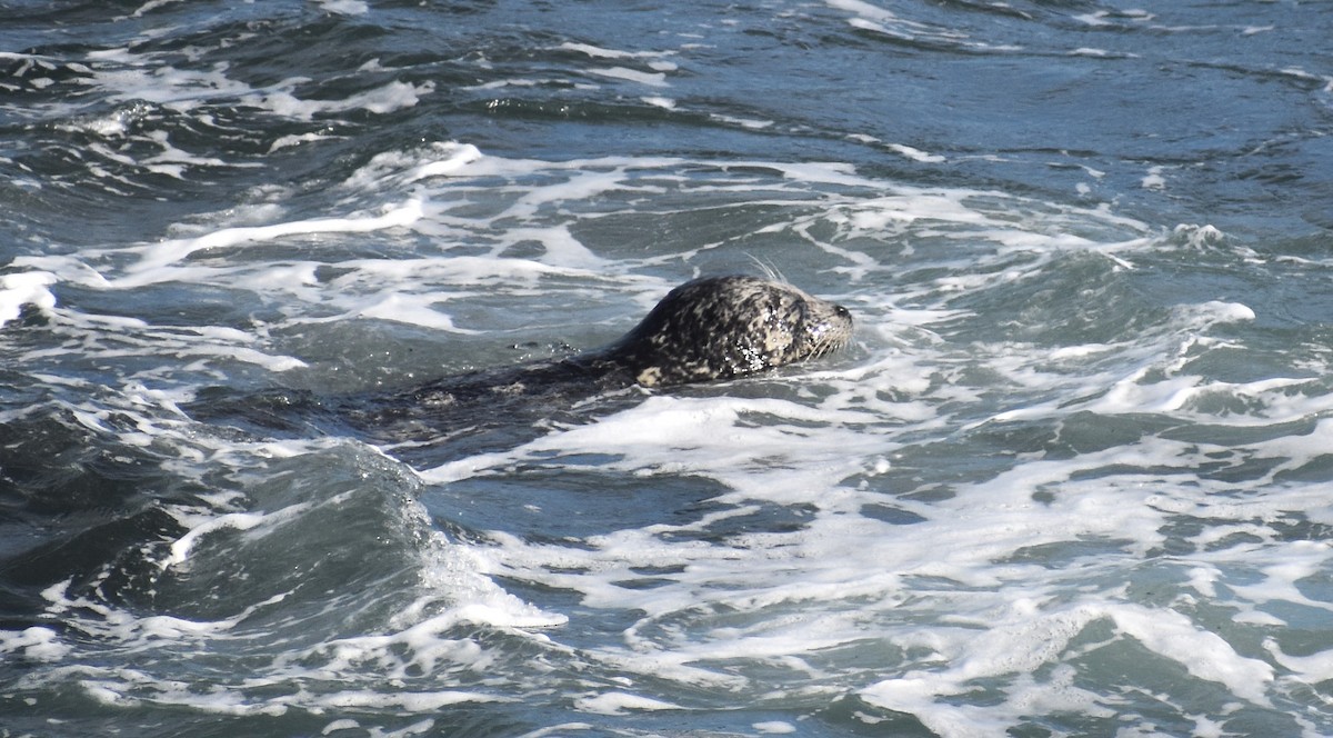 Animales - ML646619052