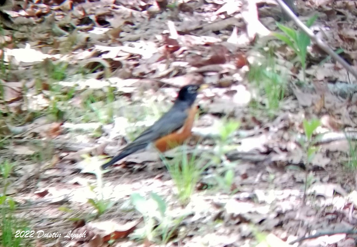 Дрізд мандрівний - ML646619058