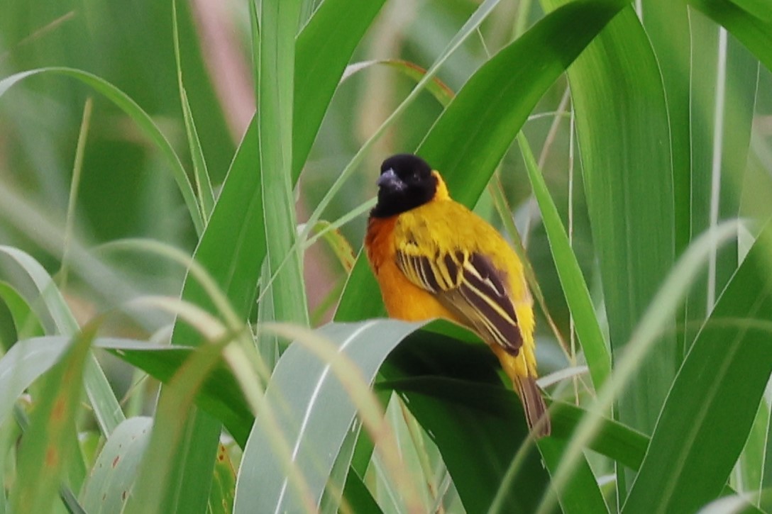 ズグロハタオリ - ML646619059