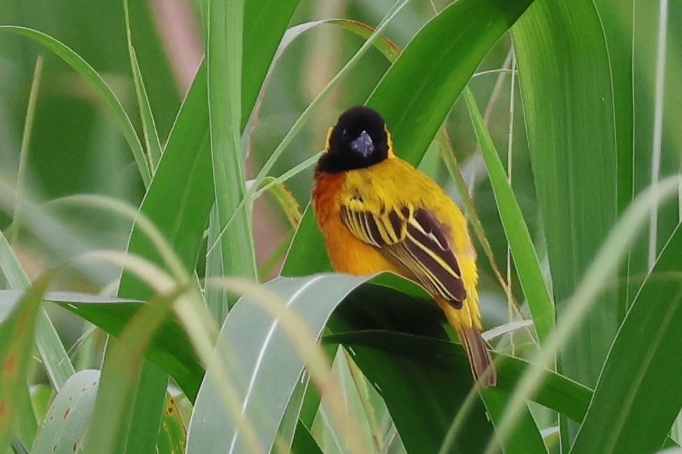 ズグロハタオリ - ML646619060