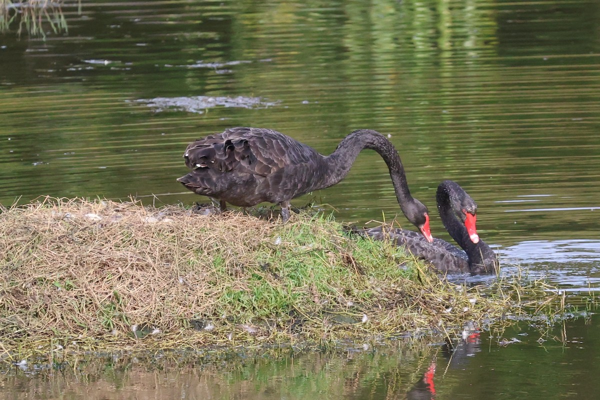 labuť černá - ML646619061