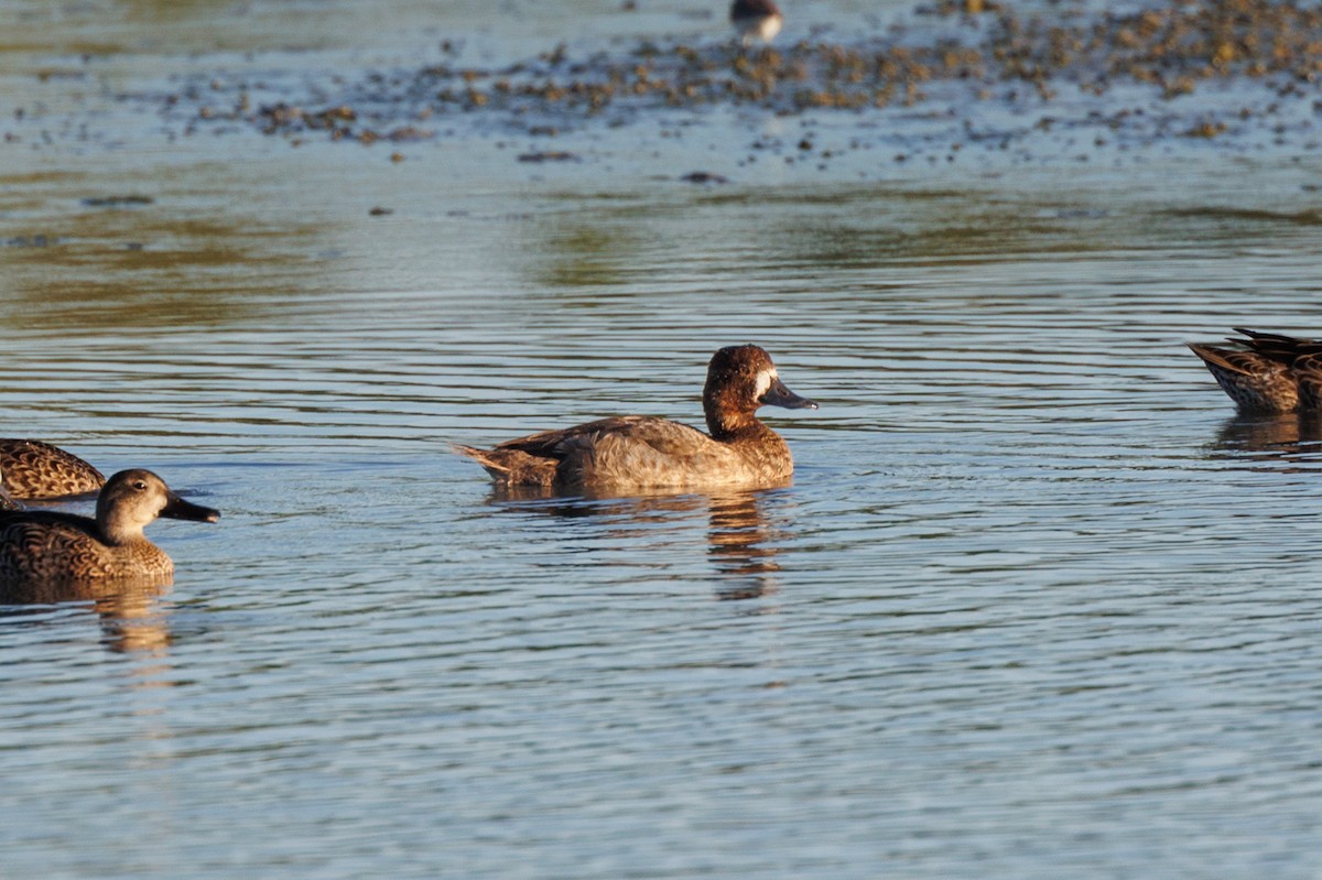 Kanadabergente - ML646619062