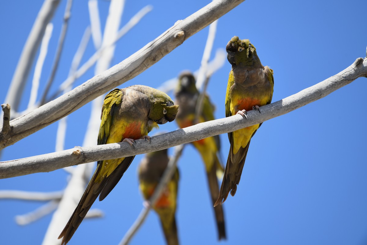 arara patagonský - ML646619063