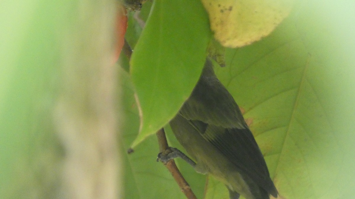 Tangara des palmiers - ML646619064