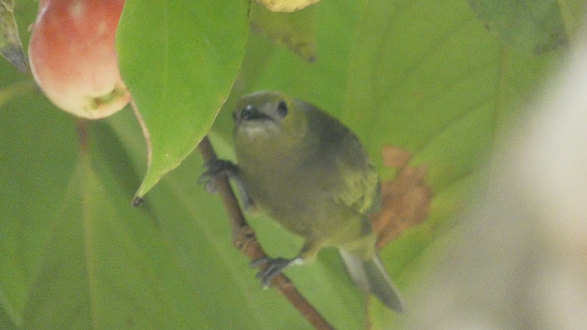 Tangara des palmiers - ML646619065