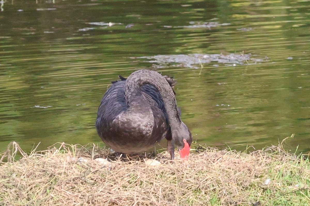 labuť černá - ML646619067