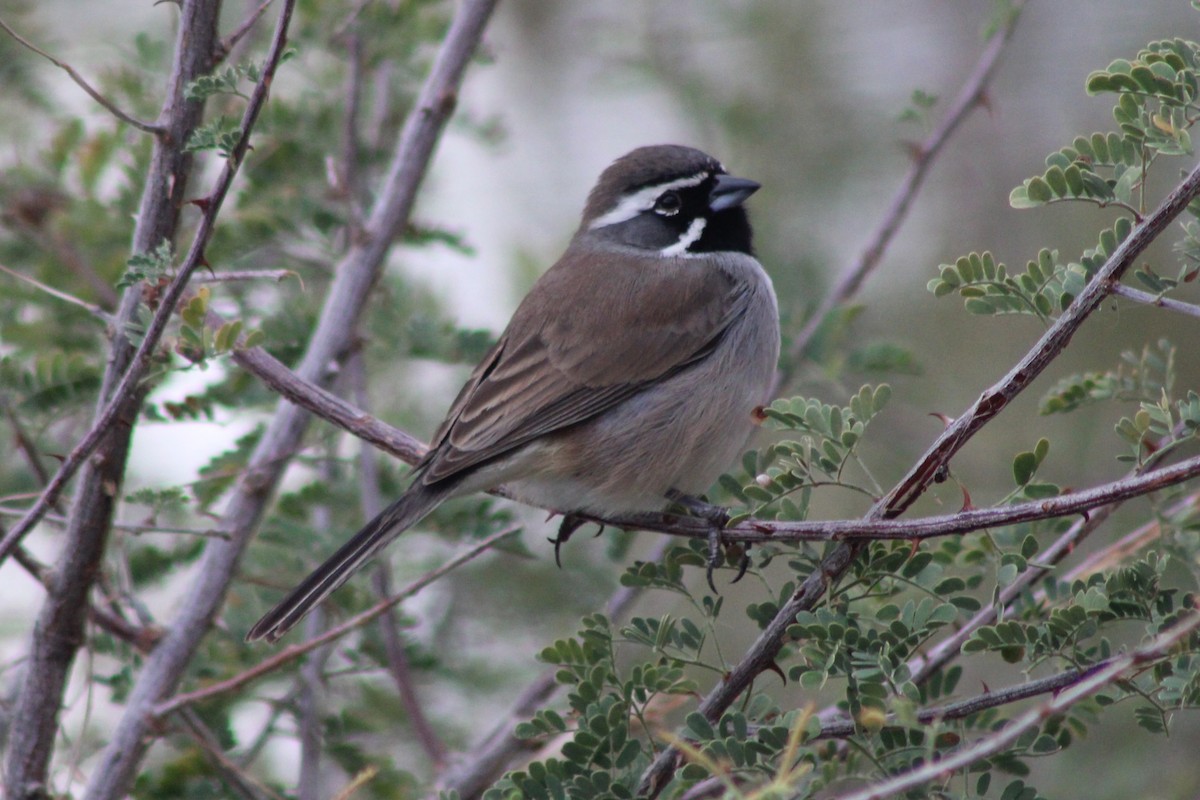 Black-throated Sparrow - ML646619070