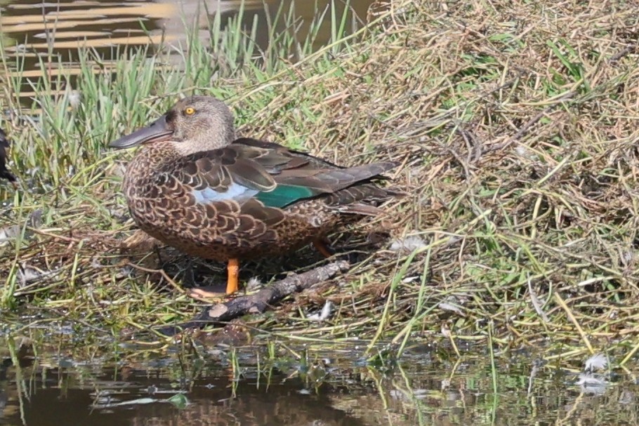 ミカヅキハシビロガモ - ML646619071